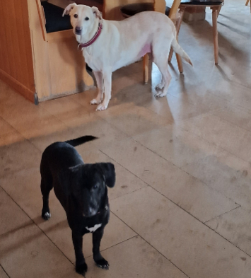 Hunde im Gasthof erlaubt Hunde im Gasthof erlaubt